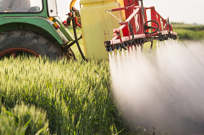 Tractor spraying wheat field